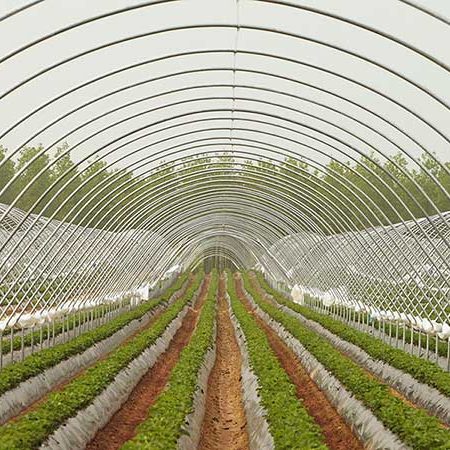 Rows of strawberry crops 